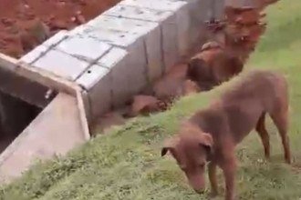 Ponte em Ubá que dava acesso a canil foi levada pelas chuvas dessa segunda-feira (25/2) -  (crédito: Redes Sociais / Reprodução)