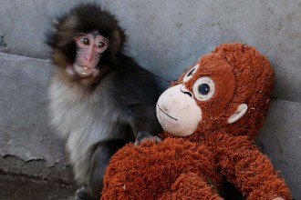 Punch encontrou refúgio em um orangotango de pelúcia (o Djungelskog), apelidado carinhosamente de 'Oran-Mama' -  (crédito: Redes Sociais)