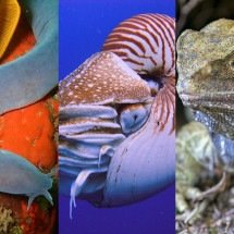 Animais que habitam a Terra há milhões de anos! - Montagem/Wikimedia Commons