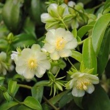 De ‘mato de muro’ a ingrediente super nutritivo: descubra a ora-pro-nóbis - flickr Andréia Bohner