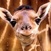 Girafinha recém-nascida encanta visitantes e atrai olhares por seu topete curioso - Divulgação  Zoo de Toledo