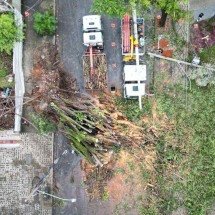 Grande BH: chuva derruba nove árvores em 24 horas - Leandro Couri/EM/D.A. Press