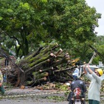 Árvore de grande porte cai e interrompe rede elétrica em BH; veja fotos - Leandro Couri/EM/D.A. Press