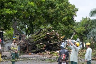 Uma &aacute;rvore de grande porte caiu na Rua dos Aimor&eacute;s, pr&oacute;ximo ao n&uacute;mero 3.410, no Bairro Barro Preto, na Regi&atilde;o Centro-Sul de Belo Horizonte, na madrugada desta quinta-feira (26/2). -  (crédito: Leandro Couri/EM/D.A. Press)