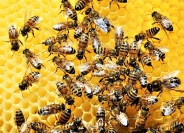 Veja como proceder diante de um enxame de abelhas -  (crédito: FreePik)