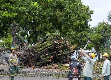 Ap&oacute;s as chuvas que atingiram Belo Horizonte no &uacute;ltimos dias, uma &aacute;rvore de grande porte caiu na Rua dos Aimor&eacute;s, pr&oacute;ximo ao n&uacute;mero 3.410, entre a Rua Juiz de Fora e a Avenida Barbacena, no Bairro Barro Preto, na Regi&atilde;o Centro-Sul de Belo Horizonte, na manh&atilde; desta quinta-feira (26/2) -  (crédito: Leandro Couri/EM/D.A. Press)