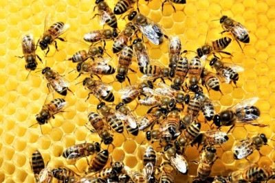 Veja como proceder diante de um enxame de abelhas -  (crédito: FreePik)