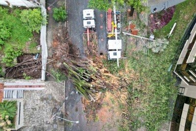 Uma &aacute;rvore de grande porte caiu na Rua dos Aimor&eacute;s, pr&oacute;ximo ao n&uacute;mero 3.410, no Bairro Barro Preto, na Regi&atilde;o Centro-Sul de Belo Horizonte, na madrugada desta quinta-feira (26/2). -  (crédito: Leandro Couri/EM/D.A. Press)
