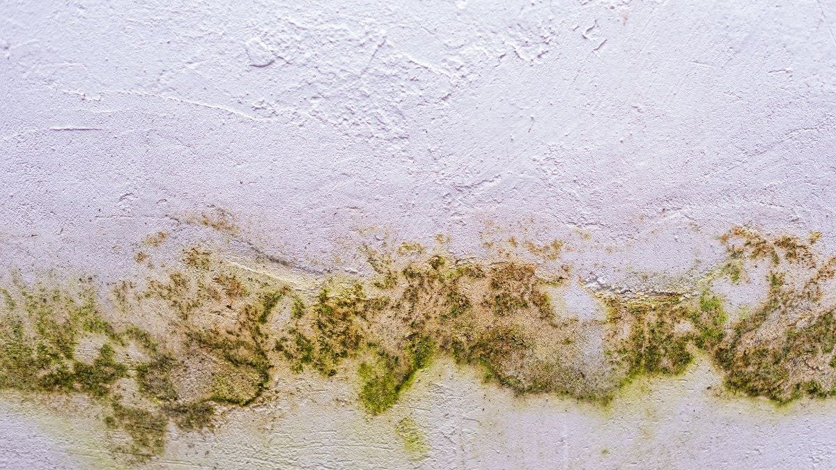 Chuva à vista? Veja como proteger sua casa da umidade - Freepik