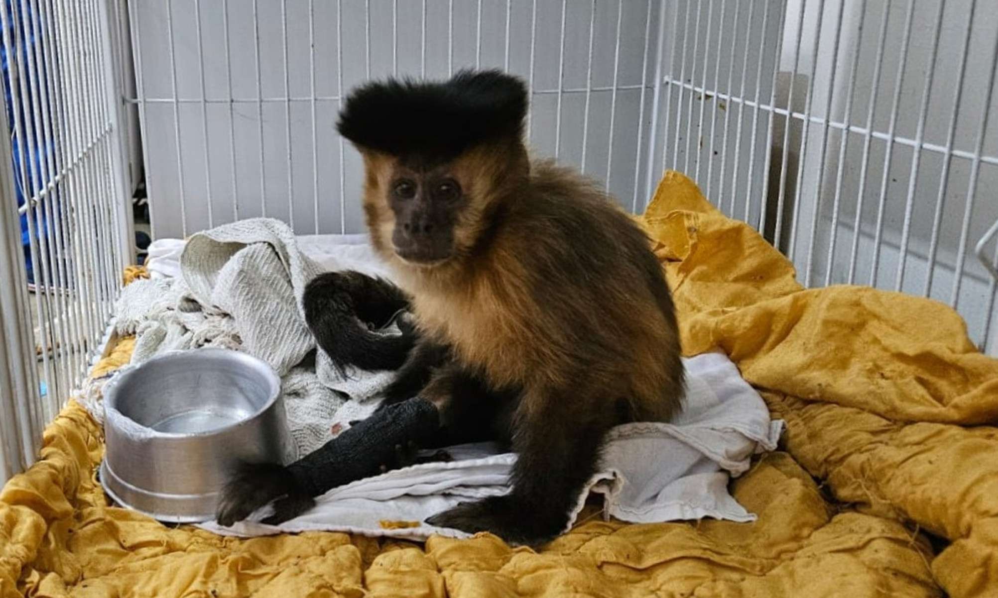 Macaca-prego que vivia em mata de MG é diagnosticada com diabetes -  (crédito: HVU/DivulgaÃ§Ã£o)