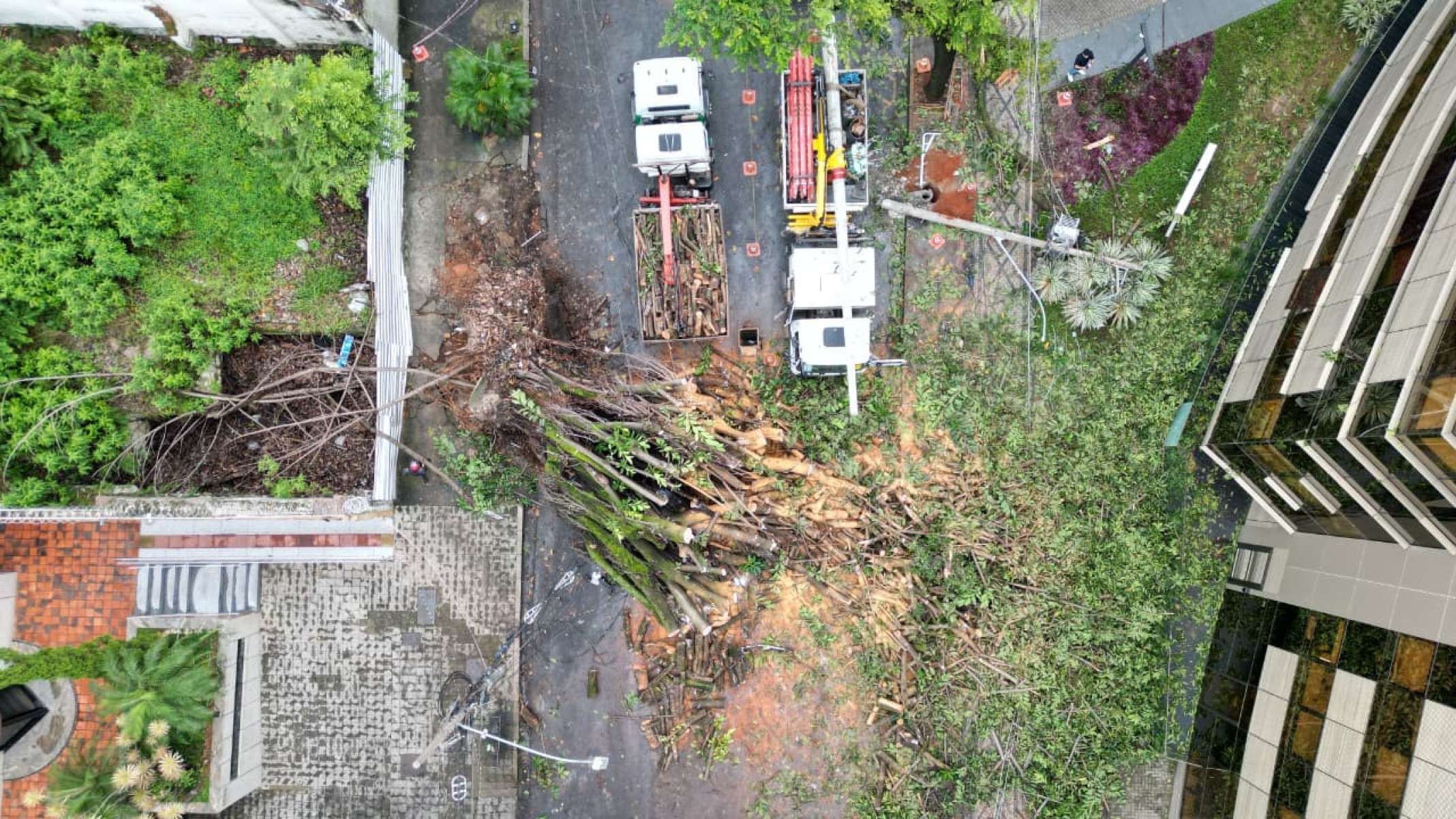 Uma &aacute;rvore de grande porte caiu na Rua dos Aimor&eacute;s, pr&oacute;ximo ao n&uacute;mero 3.410, no Bairro Barro Preto, na Regi&atilde;o Centro-Sul de Belo Horizonte, na madrugada desta quinta-feira (26/2).