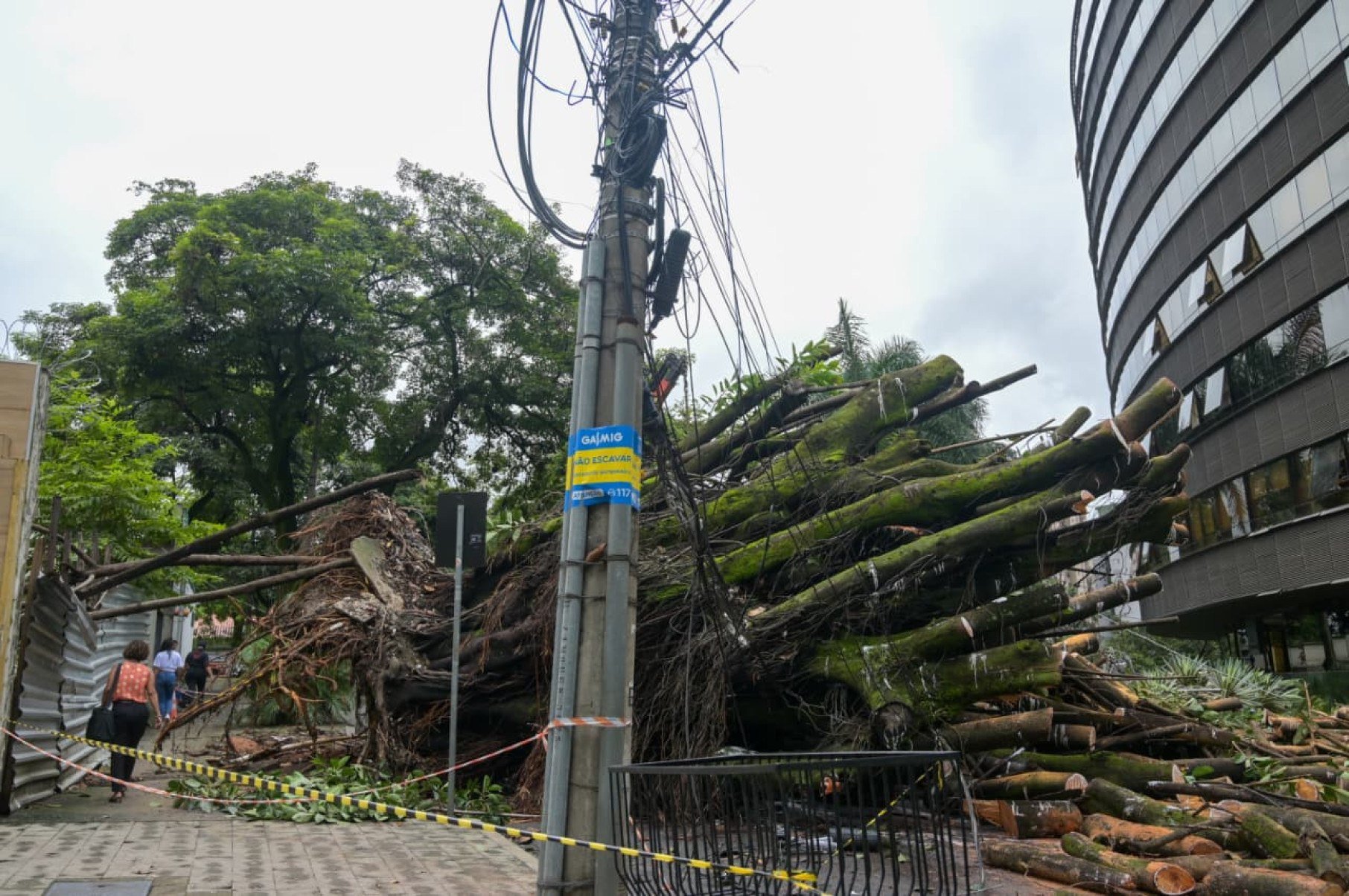 Uma &aacute;rvore de grande porte caiu na Rua dos Aimor&eacute;s, pr&oacute;ximo ao n&uacute;mero 3.410, no Bairro Barro Preto, na Regi&atilde;o Centro-Sul de Belo Horizonte, na madrugada desta quinta-feira (26/2).