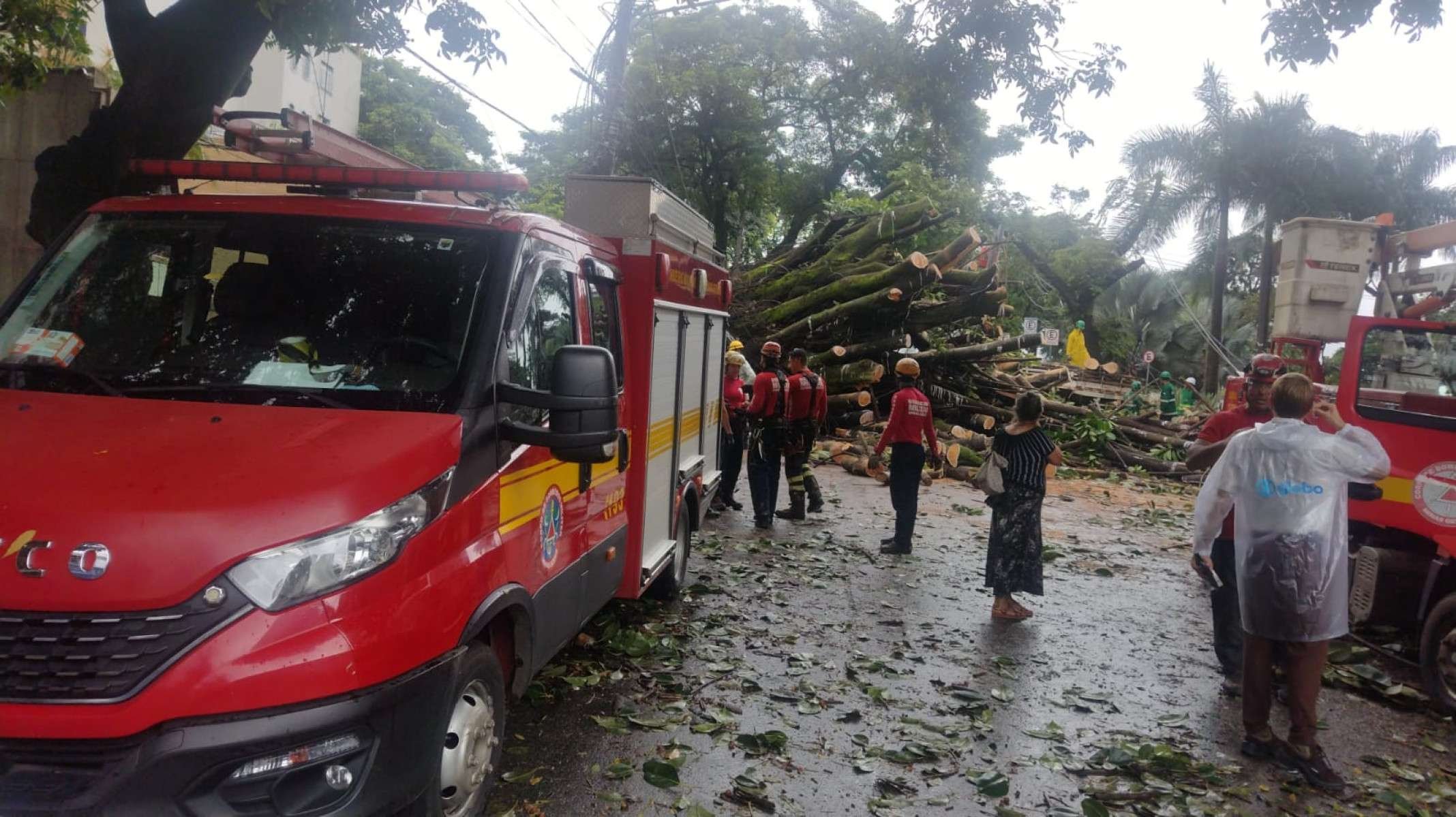 Uma &aacute;rvore de grande porte caiu na Rua dos Aimor&eacute;s, pr&oacute;ximo ao n&uacute;mero 3.410, no Bairro Barro Preto, na Regi&atilde;o Centro-Sul de Belo Horizonte, na madrugada desta quinta-feira (26/2).