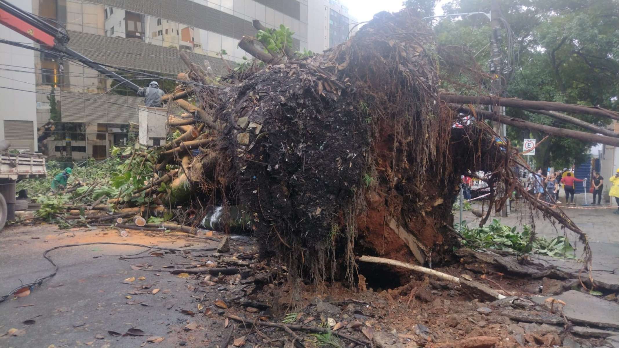 Uma &aacute;rvore de grande porte caiu na Rua dos Aimor&eacute;s, pr&oacute;ximo ao n&uacute;mero 3.410, no Bairro Barro Preto, na Regi&atilde;o Centro-Sul de Belo Horizonte, na madrugada desta quinta-feira (26/2).