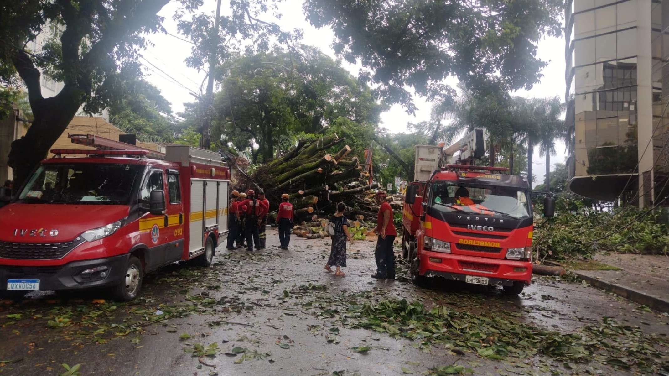 Uma &aacute;rvore de grande porte caiu na Rua dos Aimor&eacute;s, pr&oacute;ximo ao n&uacute;mero 3.410, no Bairro Barro Preto, na Regi&atilde;o Centro-Sul de Belo Horizonte, na madrugada desta quinta-feira (26/2).