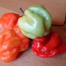 Pimenta na culinária: quitutes ardidos de diferentes países -  Jastrow wikimedia commons 