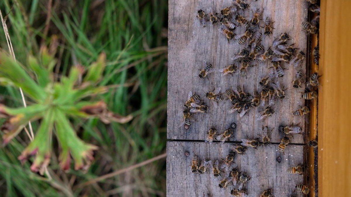 Entenda quais as melhores medidas para tomar ao ser atacado por abelhas. -  (crédito: Freepik)