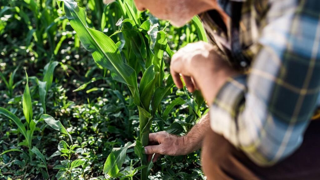É possível agricultura em larga escala sem defensivos químicos? - Portal Giro 10