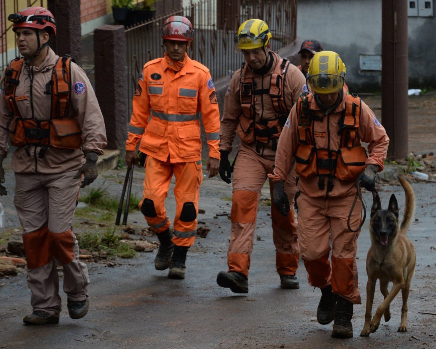 Cadela Flecha, de 1 ano e 9 meses, reforça quarto dia de buscas em Juiz e Fora-Túlio Santos/EM/DA Press