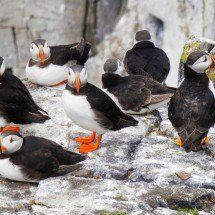 Aves exóticas e fascinantes: espécies curiosas que encantam o mundo - Imagem de Paul Edney por Pixabay