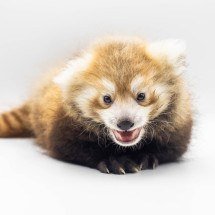 Quase extinto, panda-vermelho nasce em zoo em Buffalo - Divulgação/Zoológico de Buffalo