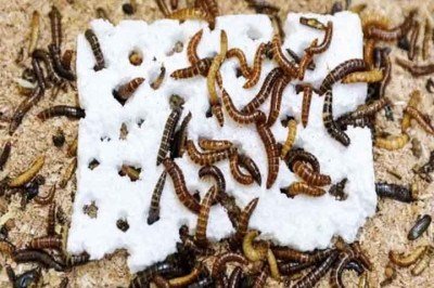 <p>Um dos grandes problemas na natureza é o acúmulo de plástico, que polui o meio ambiente e, a longo prazo, pode destruir a fauna e a flora. Pesquisadores descobriram um pequeno inseto no Quênia, país da África, que pode ser essencial neste combate e quebrar tais resíduos.</p>
 -  (crédito: Fathiya Khamis/Centro Internacional de Fisiologia e Ecologia de Insetos do Quênia)