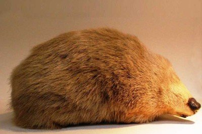 <p>Um animal não era visto desde 1936 e estudiosos achavam que estava extinto, a toupeira-dourada de Winton reapareceu na África do Sul, conforme estudo publicado na revista Biodiversity And Conservation.</p>
 -  (crédito: Chiswick Chap/Wikimedia Commons)