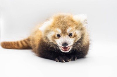 <p>O Zoológico de Buffalo, nos Estados Unidos, anunciou em 2025 o nascimento de um filhote de panda-vermelho (Ailurus fulgens), o que causou alívio entre os ambientalistas. Nascido em 15 de junho, o filhote ainda sem nome é fruto da união da fêmea Himalaya, de 2 anos, e do macho Mogwai, de 4 anos.</p>
 -  (crédito: Divulgação/Zoológico de Buffalo)