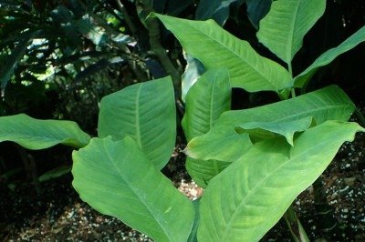 <p>Plantas perigosas têm toxinas que causam irritações, intoxicações e até morte, por contato ou ingestão. Para evitar contaminação, é importante identificá-las, usar luvas ao manuseá-las e mantê-las fora do alcance de crianças e animais. Se houver exposição, deve-se lavar a área afetada e procurar ajuda médica imediatamente.</p>
 -  (crédito: Krzysztof Ziarnek, wikimedia commons)