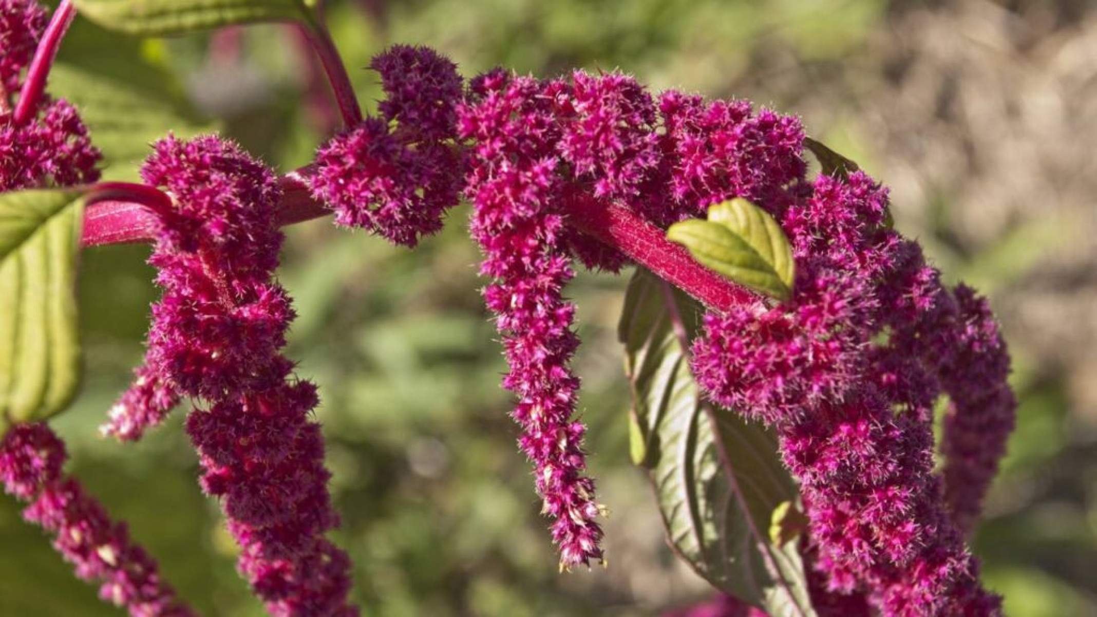 Amaranto: o grão sagrado e nutritivo que ganha espaço no Brasil - Portal Giro 10