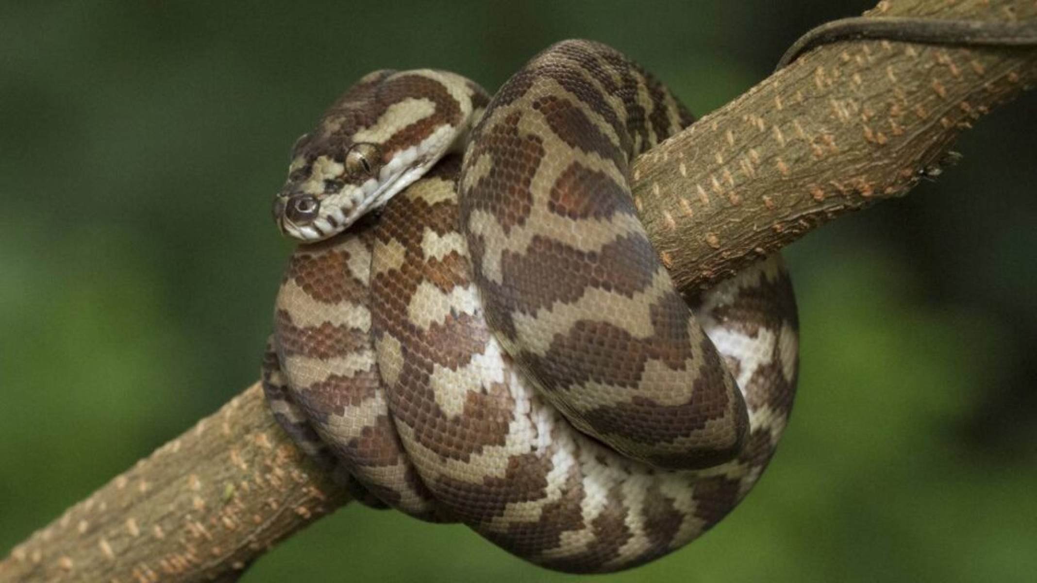 Descoberta inédita: verme de cobra atinge órgãos humanos de australiana - Portal Giro 10