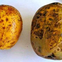 Cajá-manga: fruta tropical se adapta a diversos tipos de solo -  - Luiz Roberto Kozikoski /Wikimédia Commons