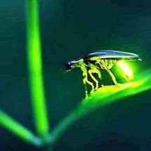 Luzes da natureza: o encanto milenar e a importância dos vaga-lumes no planeta - Reprodução do Youtube