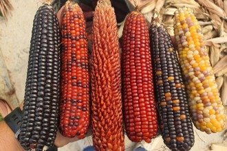 Milho da agricultura familiar abre espaços no campo e no mercado