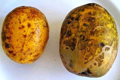 <p>Fontes de vitaminas, minerais, fibras e antioxidantes, as frutas desempenham papéis cruciais no funcionamento do organismo e na prevenção de doenças. Com o cajá-manga não é diferente, sendo uma espécie tropical que se adapta bem a diferentes tipos de solo e clima.</p>
 -  (crédito:  - Luiz Roberto Kozikoski /Wikimédia Commons)