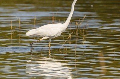 <p>As garças estão entre as aves mais belas do mundo. Estão distribuídas por diversos continentes e habitam principalmente zonas úmidas, como manguezais, margens de rios, brejos e lagoas. Elas são aves da família Ardeidae, a mesma das garcetas, socós e savacus. </p>
 -  (crédito: Imagem de Petr Ganaj por Pixabay)