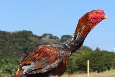 <p>Galos da raça Índio Gigante têm mais de um metro de altura e as fêmeas botam ovos que custam cerca de R$ 1 mil a dúzia. Uma mina para os criadores.</p>
 -  (crédito: Divulgação)