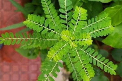 <p>O Brasil está prestes a lançar um medicamento fitoterápico inovador baseado numa planta conhecida como “quebra-pedra”.</p>
 -  (crédito: Wikimedia Commons/Challiyan)