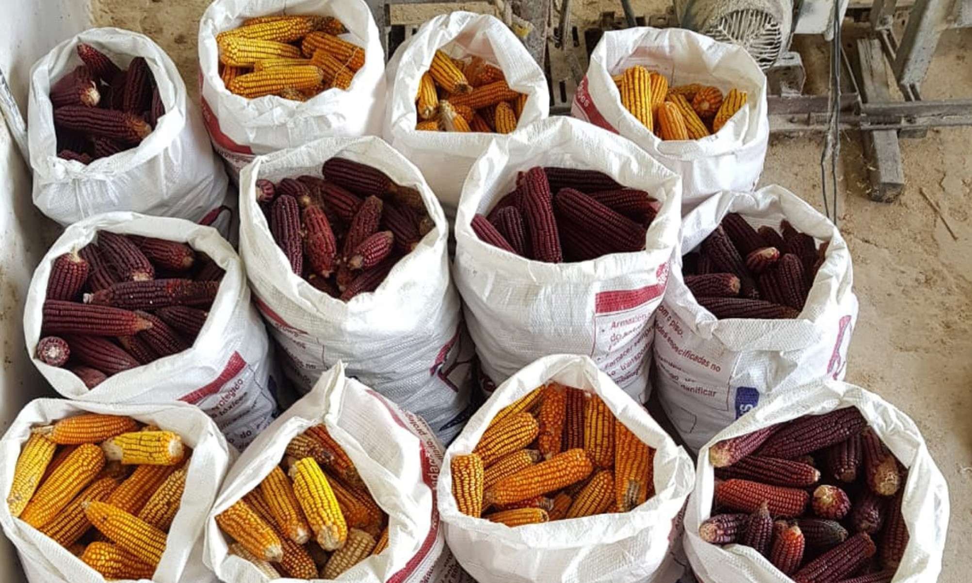 O milho crioulo &eacute; composto por variedades antigas, cujas sementes s&atilde;o passadas de gera&ccedil;&atilde;o para gera&ccedil;&atilde;o