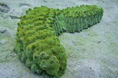 <p>Estudo da Universidade do Mississippi, nos Estados Unidos, identificou uma substância importante que pode impedir a propagação do câncer. Ela pode ser encontrada no pepino-do-mar, um animal marinho, da classe de equinodermos.</p>
 -  (crédito:  - Creative Commons)