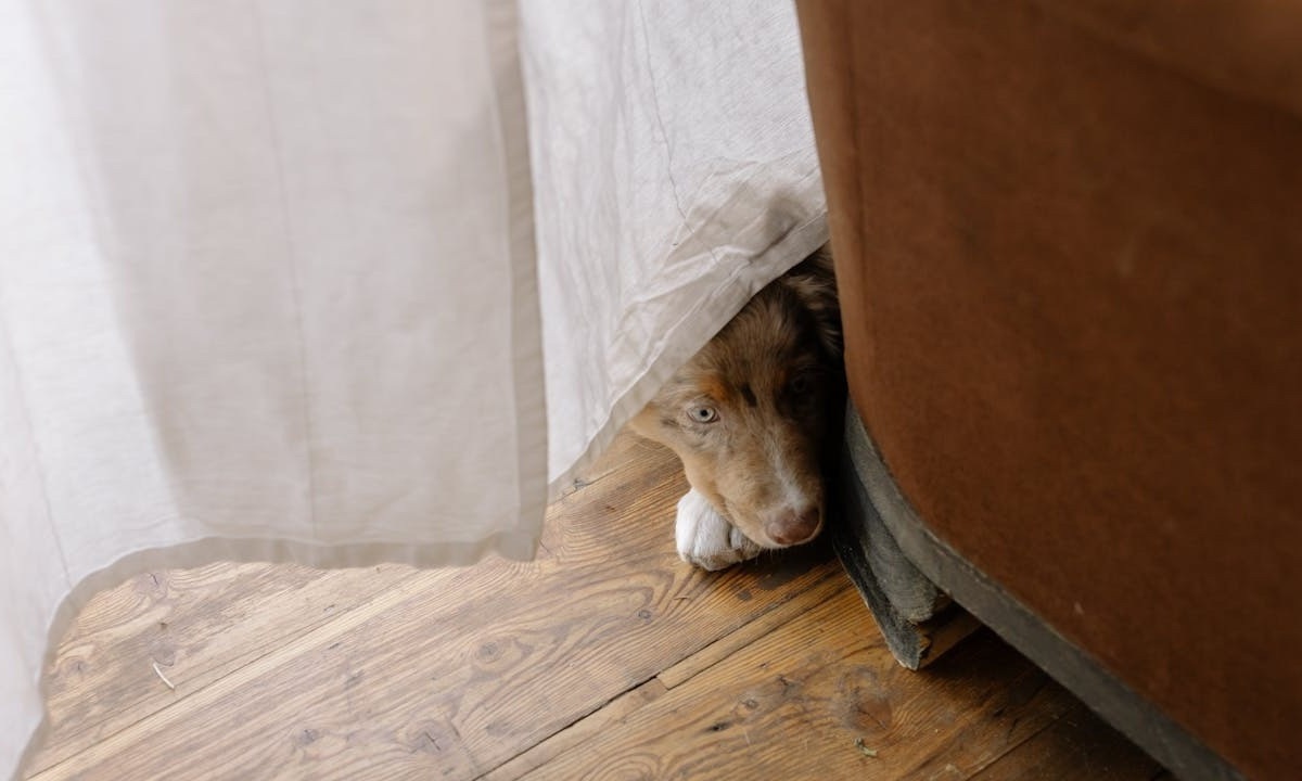 Criar um refúgio seguro é vital para acalmar cães e gatos em momentos de estresse, como durante fortes tempestades e barulhos. - (crédito: cottonbro studio/ Pexels)