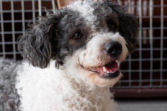 Acompanhamento regular, alimentação, ambiente seguro e estímulos na medida certa são fundamentais -  (crédito: FreePik)