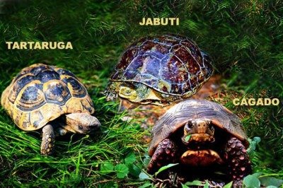 <p>Muitas pessoas confundem esses répteis porque todos têm casco e se locomovem devagar. Mas eles pertencem a grupos diferentes dentro da ordem Testudines. Suas principais diferenças estão no habitat, na alimentação e na forma do casco.</p>
 -  (crédito: Montagem mom imagens Joakim Moebach e Chico Barror Por Pixabay e Flickr Andréia Sarnadinha)