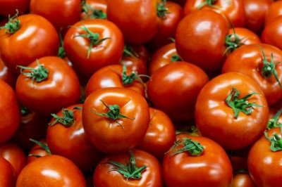<p>No início do verão europeu, empresas agrícolas costumam recrutar trabalhadores para o processamento de tomates. A demanda aumenta porque o cultivo do fruto é amplo no país e a colheita exige mão de obra sazonal.</p>
 -  (crédito: freepik)