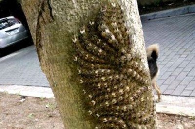 <p>Na Serra do Itatins, em Peruíbe, São Paulo, lagartas passaram a se unir na tentativa de parecer um animal maior e, assim, assustar predadores. Especialistas alertam que estes insetos da família Saturniidae podem representar risco mortal. Elas ainda se camuflam e se alimentam em grupo nos troncos das árvores.</p>
 - 