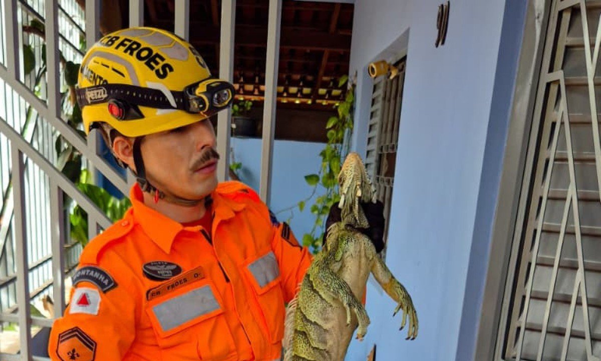 A guarni&ccedil;&atilde;o realizou a captura do animal de forma segura