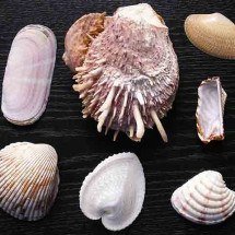 Entenda a importância das conchas para o ecossistema marinho -  - Creative Commons