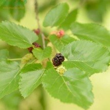 Chá de folhas de amora: bebida natural com propriedades benéficas à saúde. - Reprodução