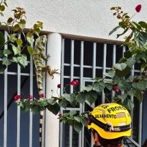 MG: Iguana de 1,80 metro é capturada em porta de casa - Reprodução/CBMMG