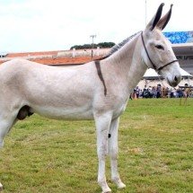 Carta de pesquisadores pede fim do abate de jumentos no país - Felipe Balbino  wikimedia commons